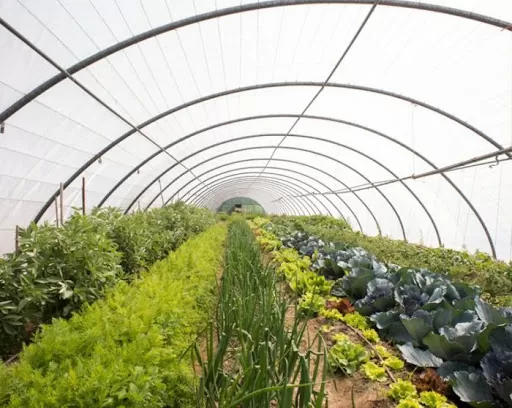 Bolsas plásticas en diversos diseños